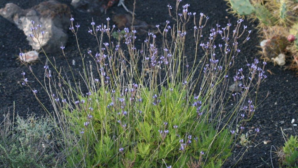 El espliego, la lavanda con mejores posibilidades culinarias