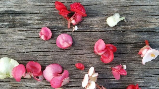 Begonias, flores de toda la vida y ahora gran potencial en cocina