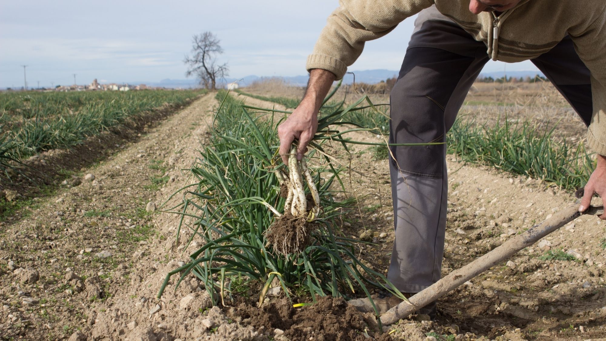 El Economato trae, como cada año, los mejores calçots de Tarragona