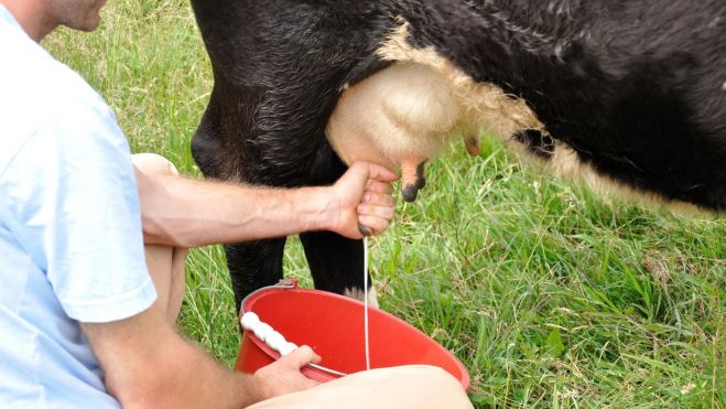 Ganadero ordeñando una vaca / Foto: Canva