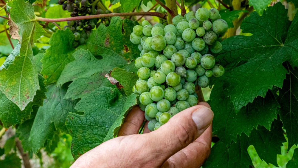 Las tinajas de barro conectan el vino al sabor del terruño