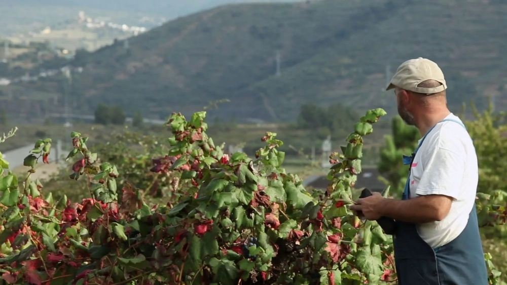 Exploring Galician Wine: Three Revealing Documentaries Expose the Truth about Designations of Origin