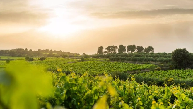 Viñedos en el Penedès / Foto: Corpinnat