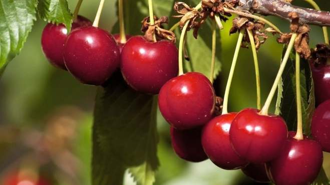 Cereza de la variedad navalinda en el Valle del Jerte / Foto: Instagram