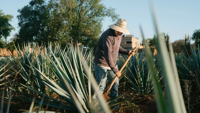 Hombre trabajando en un campo de agave en México / Foto: Canva