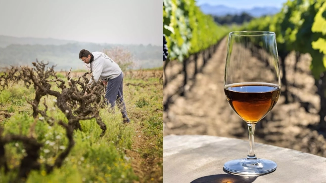 Trabajo en el viñedo y vino de licor en la D.O.Tarragona / Foto: Instagram