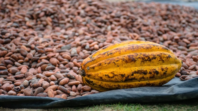 Recogida de cacao / Foto: Canva