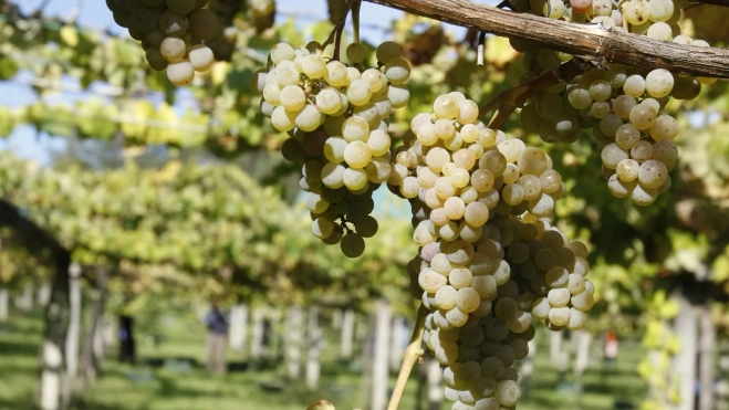 Uva de la variedad albariño / Foto: Canva