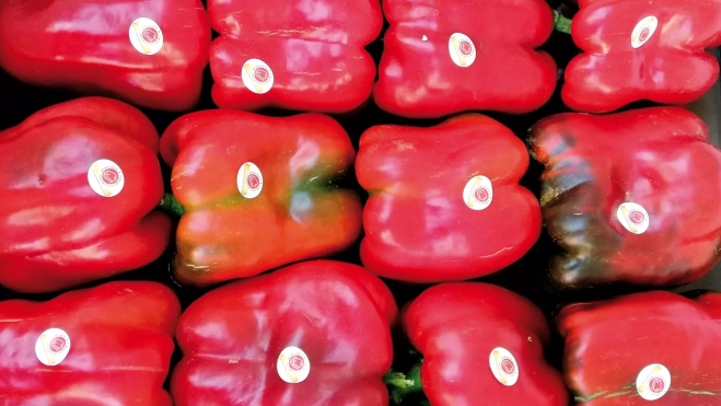 Pimientos rojos de Benavente / Foto: I.G.P. Pimiento de Fresno-Benavente 