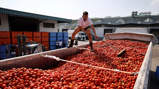 Tomates preparados para la celebración de la Tomatina / Foto: EFE/Biel Aliño