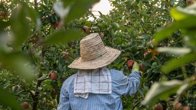 Cultivos de manzana en Girona / Foto: Instagram I.G.P. Poma de Girona