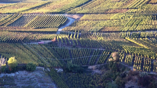 Viñedos en el cantón de Valais (Suiza) / Foto: Canva