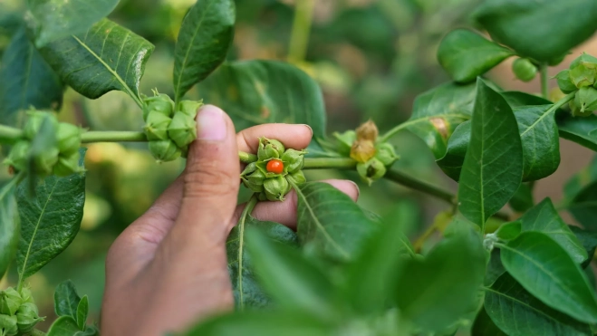 Cultivo de ashwagandha / Foto: Canva