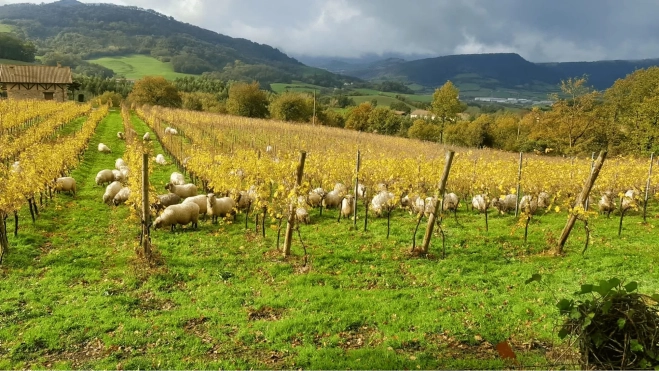 Viñedos de la bodega Bat Gara en Álava (País Vasco) / Foto cedida