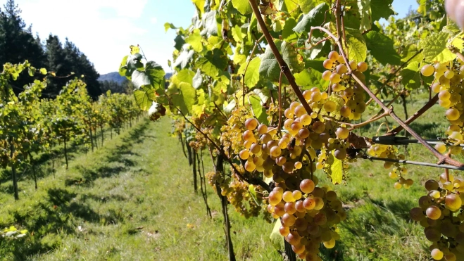 Viñedos de la bodega Bat Gara en Álava (País Vasco) / Foto cedida