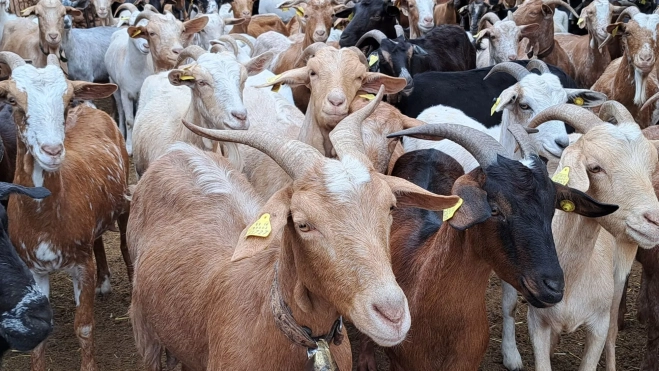 Cabras autóctonas en la sierra de Cameros / Foto: Raquel Castillo