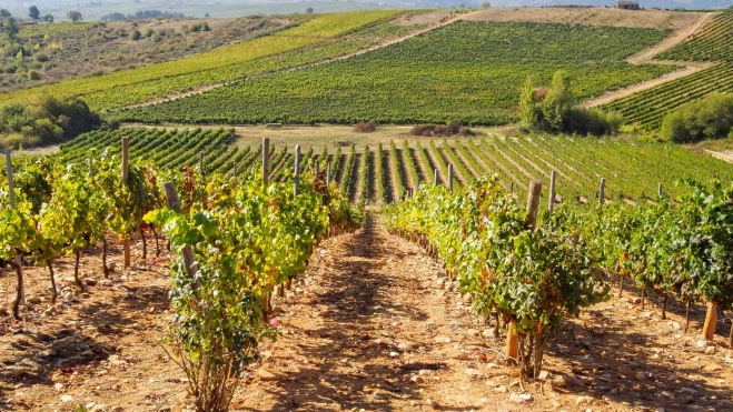 Viñedo en la zona de El Bierzo (España) / Foto: Canva