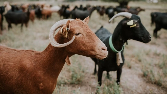 Cabras autóctonas pastando en la sierra de Cameros / Cedida