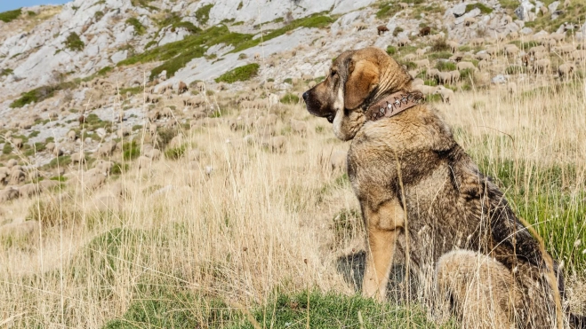 Perro de pastoreo en el Puerto de las Pintas (Salamón) / Cedida Jose Barea