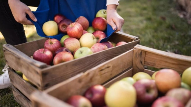 Recogida de manzanas Marlene en los Alpes italianos / Cedida