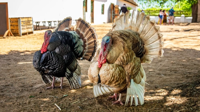 Pavos en un corral / Canva