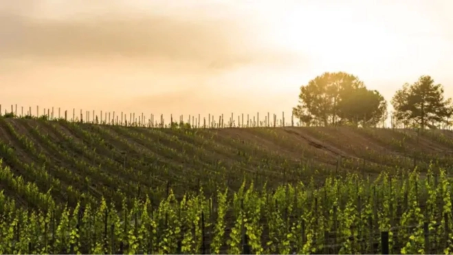 Viñedos de la bodega Gramona en el Penedès / Gramona