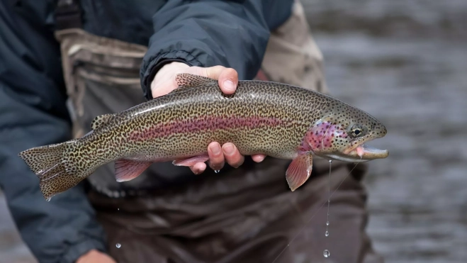 Trucha recién pescada en manos de un pescador / Canva