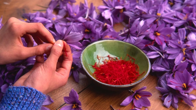 Mujer esbrinando la flor de azafrán / Canva