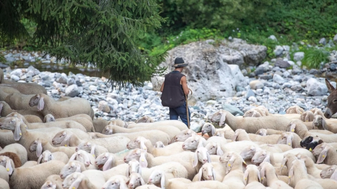 Pastor y ovejas durante la trashumancia en las montañas / Canva