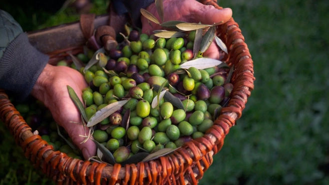 Recogida de aceitunas para elaborar aceite de oliva / Canva