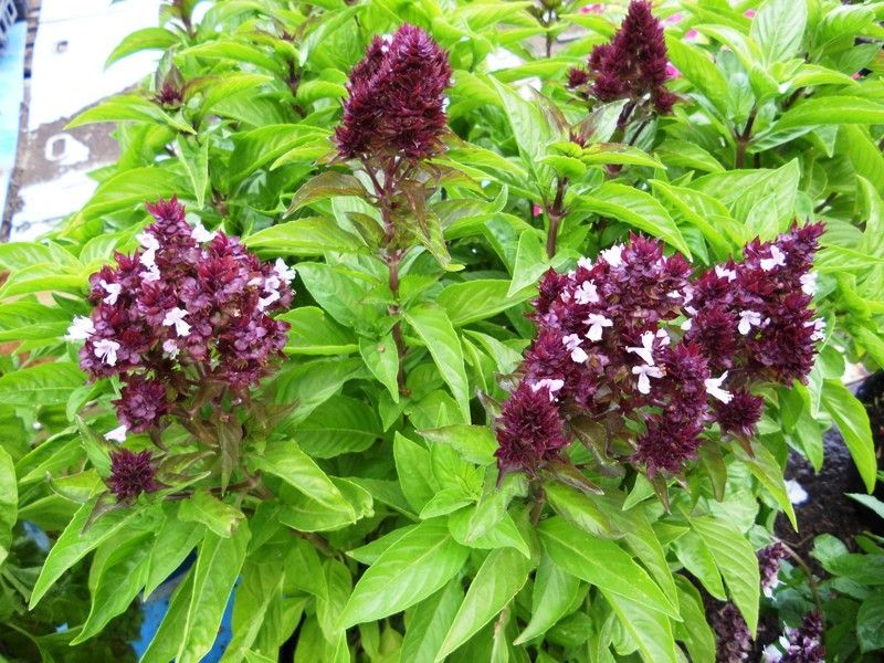 Flor de albahaca, una de las plantas aromáticas más apreciadas